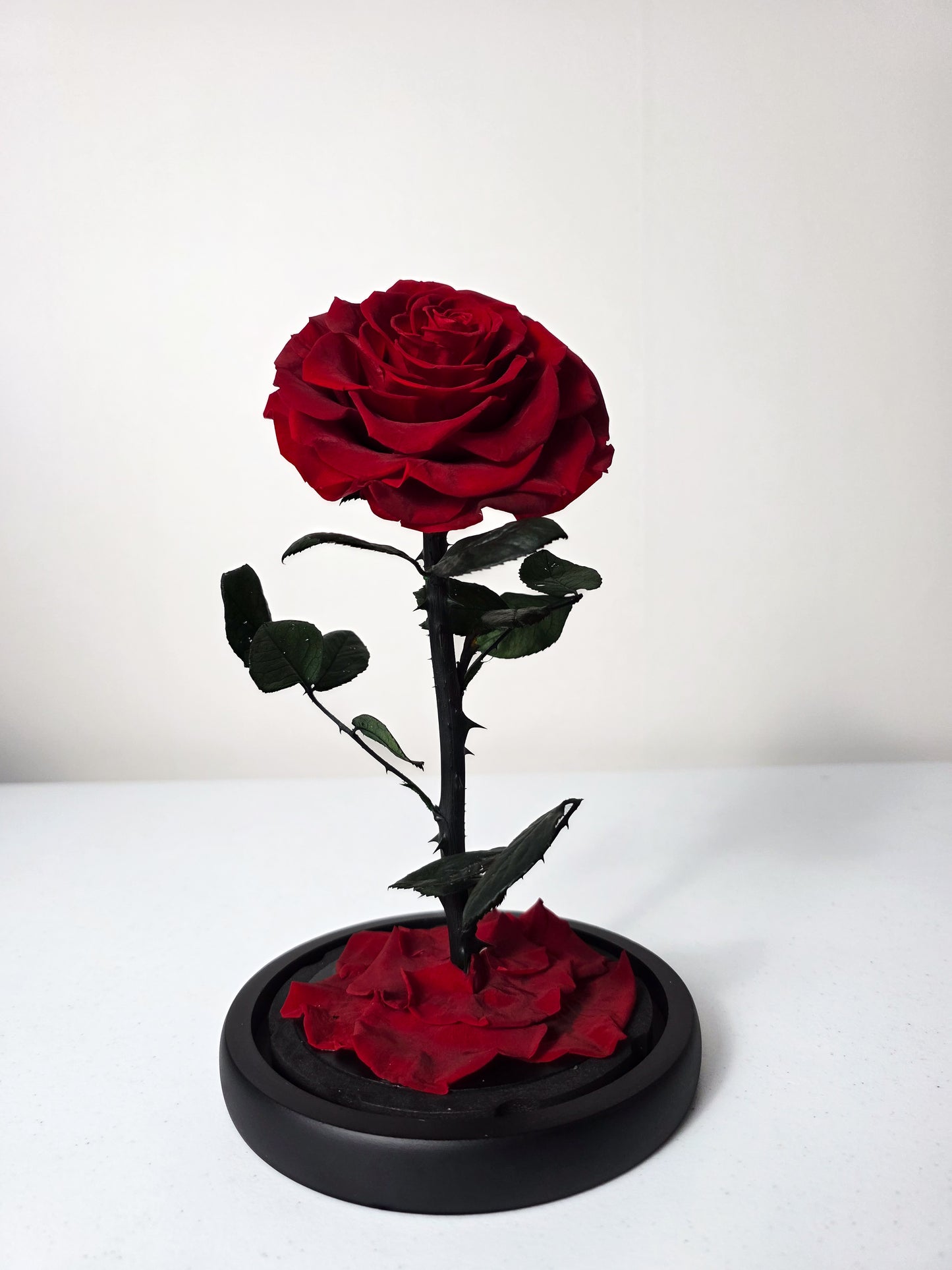 The Little Prince 1 Bud